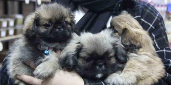 Köpekle önce ilgilendi sonra peşine takıp çaldı