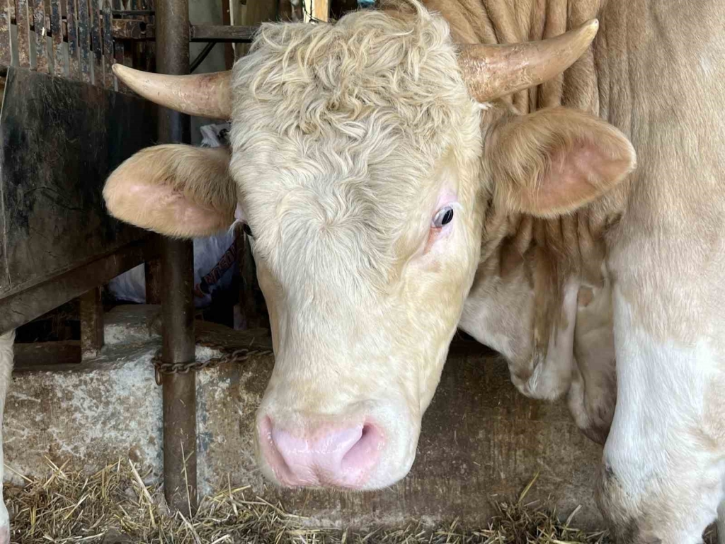 1 ton 100 kiloluk Paşa 265 bin TL ’ye satıldı: 