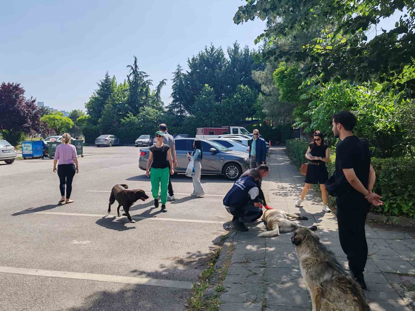 Yahya Kaptan ’daki saldırgan köpeklere müdahale
