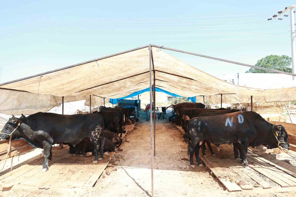 Gebze ’de kurban satış alanı hazır