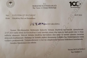 Babaeski’de küçükbaş hayvanlarda çiçek hastalığına rastlandı
