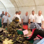 Bursa patlıcanında hasat şenliği