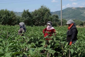Bursa patlıcanında hasat şenliği
