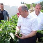 Bursa patlıcanında hasat şenliği