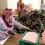 Bursa patlıcanında hasat şenliği