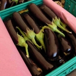 Bursa patlıcanında hasat şenliği