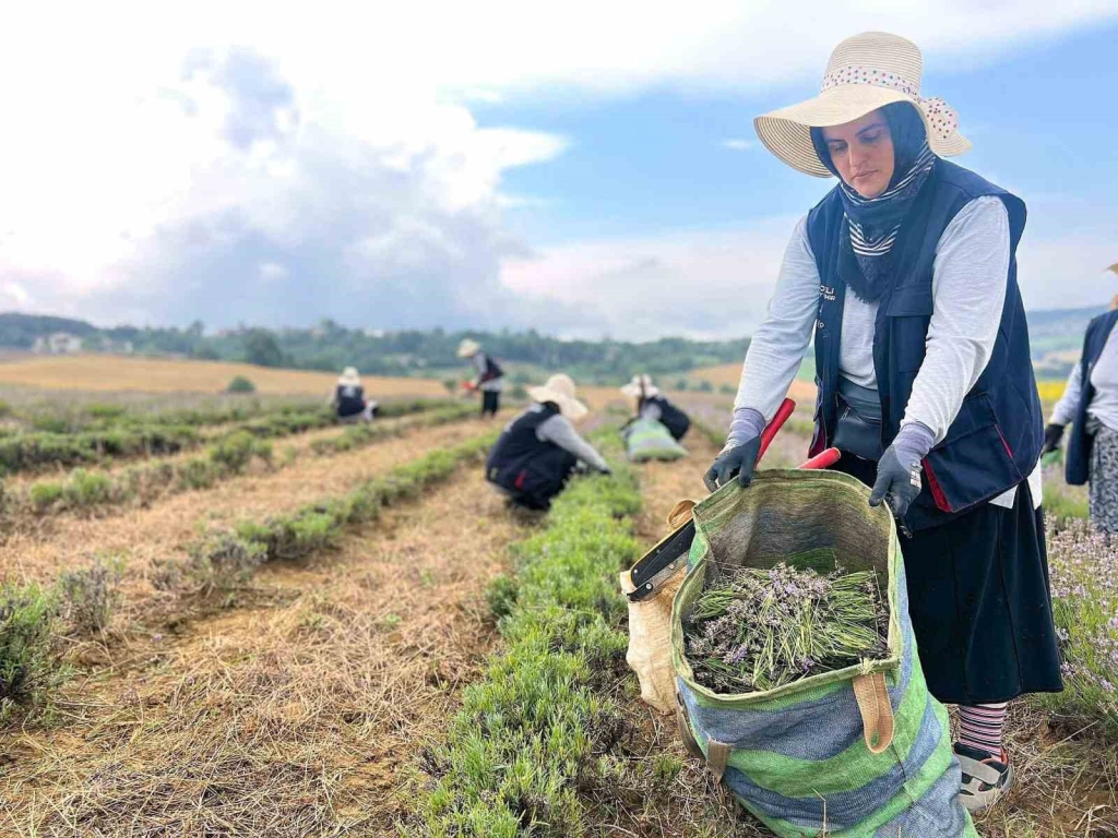 Kocaeli ’de mor tarlalarda lavanta hasadı başladı