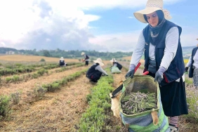 Kocaeli ’de mor tarlalarda lavanta hasadı başladı