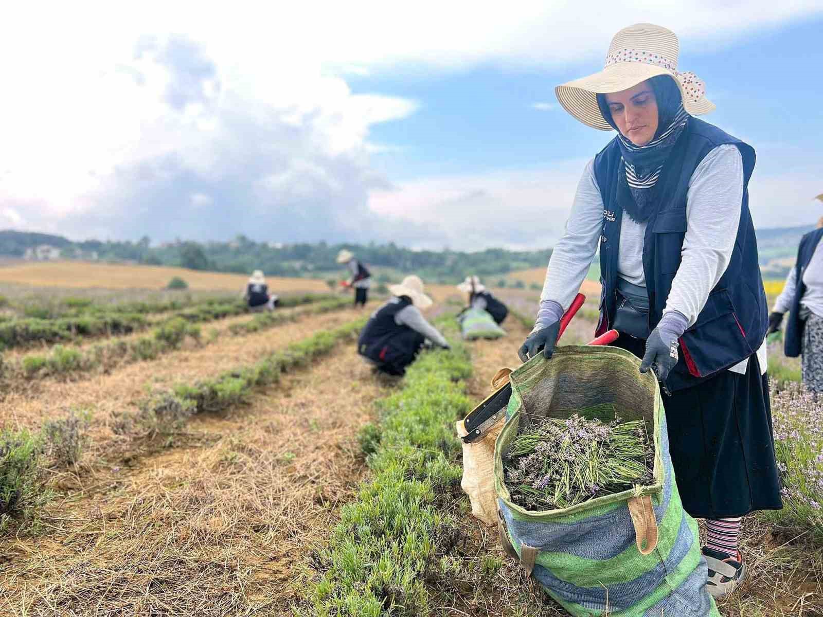 Kocaeli ’de mor tarlalarda lavanta hasadı başladı