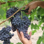 Trakya İlkeren üzümünün hasadı başladı