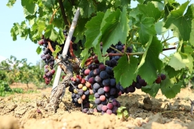 Trakya İlkeren üzümünün hasadı başladı