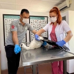 Yaralı leylek Osmangazi’de şifa buldu