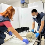 Yaralı leylek Osmangazi’de şifa buldu