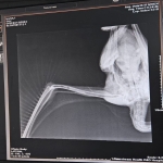 Yaralı leylek Osmangazi’de şifa buldu