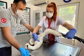 Yaralı leylek Osmangazi’de şifa buldu