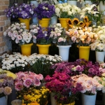 Bu yaz evleri ve gönülleri en çok renklendiren çiçekler