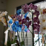 Bu yaz evleri ve gönülleri en çok renklendiren çiçekler