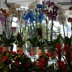 Bu yaz evleri ve gönülleri en çok renklendiren çiçekler