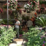 Bu yaz evleri ve gönülleri en çok renklendiren çiçekler