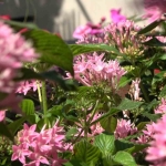 Bu yaz evleri ve gönülleri en çok renklendiren çiçekler