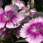 Bu yaz evleri ve gönülleri en çok renklendiren çiçekler