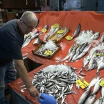 En çok tüketilen balık sardalya oldu