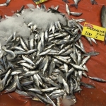 En çok tüketilen balık sardalya oldu