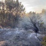 Gebze’de ormanlık alanda yangın çıktı