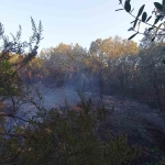 Gebze’de ormanlık alanda yangın çıktı
