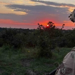 Hasat zamanı hırsızlara göz açtırılmıyor, komando birlikleri gece gündüz nöbet tutuyor