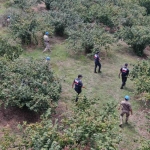 Hasat zamanı hırsızlara göz açtırılmıyor, komando birlikleri gece gündüz nöbet tutuyor