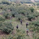 Jandarma fındık hırsızlarına karşı nöbette