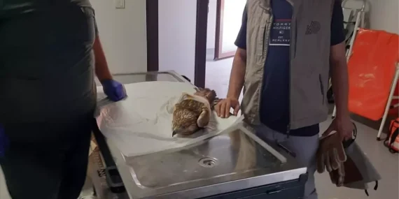 Kocaeli’de Yaralı Halde Bulunan Kızıl Şahin Tedavi Altına Alındı