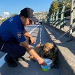 Korku dolu gözlerle bekleyen yaralı köpeği polis kurtardı
