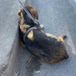 Korku dolu gözlerle bekleyen yaralı köpeği polis kurtardı