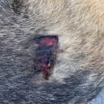 Korku dolu gözlerle bekleyen yaralı köpeği polis kurtardı