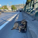 Korku dolu gözlerle bekleyen yaralı köpeği polis kurtardı