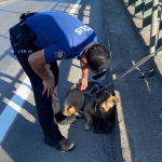 Korku dolu gözlerle bekleyen yaralı köpeği polis kurtardı