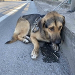 Korku dolu gözlerle bekleyen yaralı köpeği polis kurtardı
