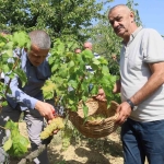 Lezzetiyle meşhur üzümlerin hasadına başlandı