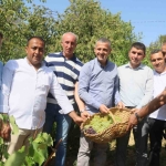 Lezzetiyle meşhur üzümlerin hasadına başlandı