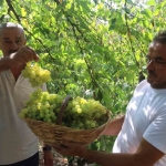 Lezzetiyle meşhur üzümlerin hasadına başlandı