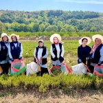 Tarımda yenilik: Yerli üretim makineyle biberiye hasadı