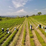 Tarımda yenilik: Yerli üretim makineyle biberiye hasadı