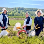 Tarımda yenilik: Yerli üretim makineyle biberiye hasadı