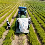 Tarımda yenilik: Yerli üretim makineyle biberiye hasadı