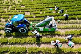 Tarımda yenilik: Yerli üretim makineyle biberiye hasadı