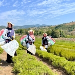Tarımda yenilik: Yerli üretim makineyle biberiye hasadı