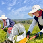 Tarımda yenilik: Yerli üretim makineyle biberiye hasadı
