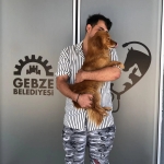 Tedavileri tamamlanan hayvanlar yeni yuvalarına kavuşuyor